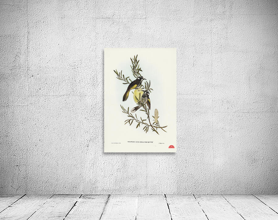 New Holland Honey-eaterillustrated by Elizabeth Gould 1804–1841 for John Gould’s 1804-1881 Birds of Australia  Wall Preview