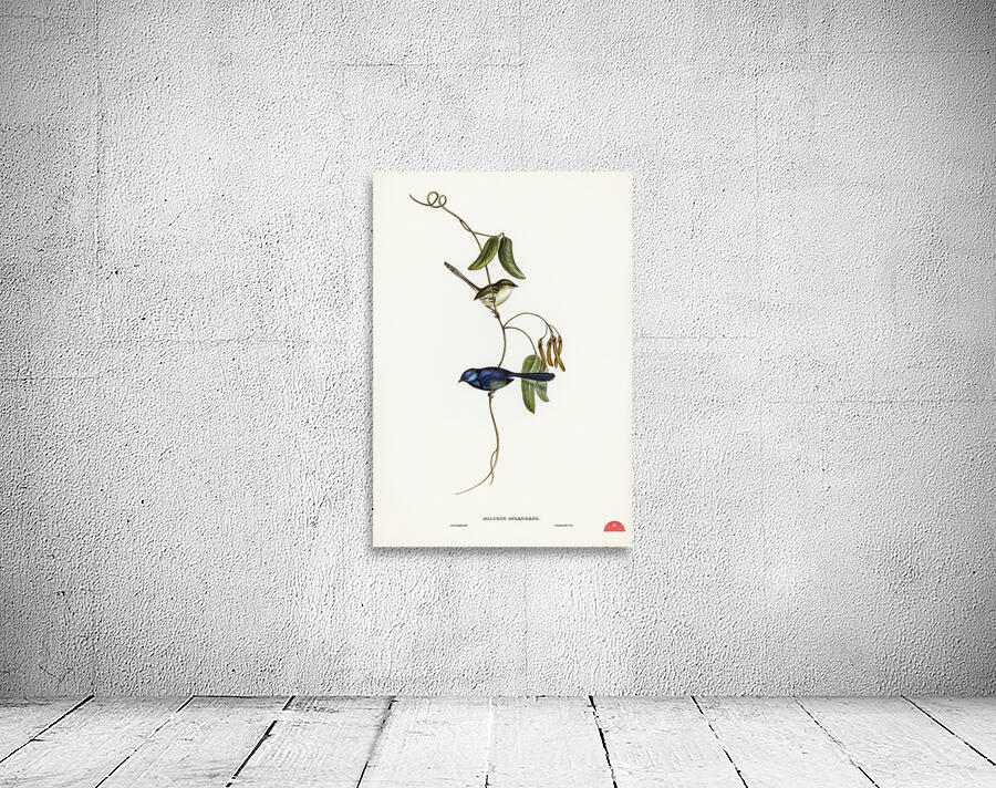 Banded Wren Alurus splendens illustrated by Elizabeth Gould 1804–1841 for John Gould’s 1804-1881 Birds of Australia  Wall Preview