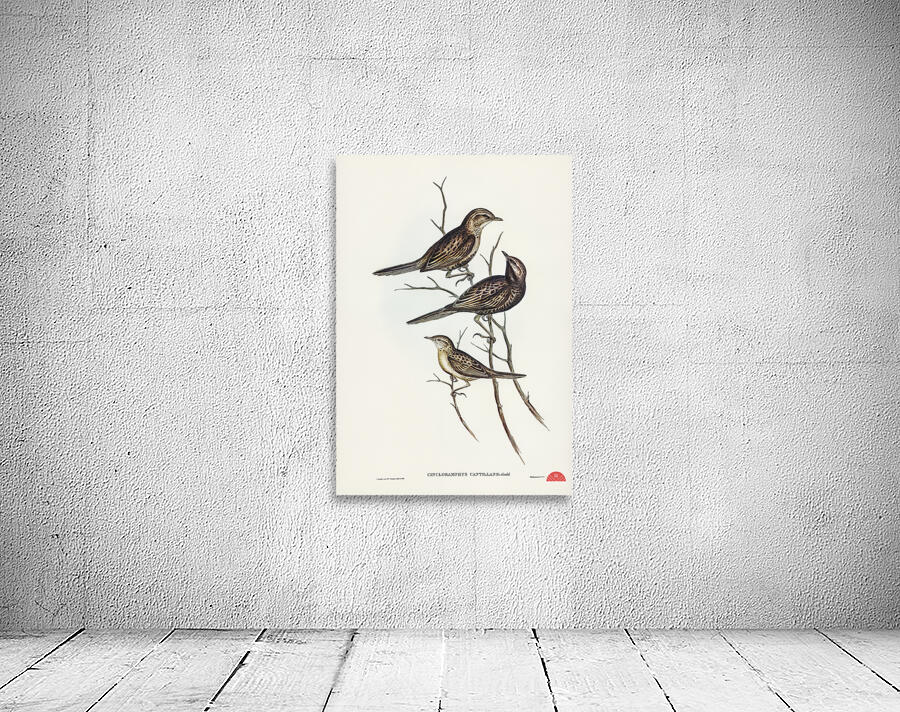 Black-breasted Songlark Cincloramphus cantillans illustrated by Elizabeth Gould 1804–1841 for John Gould’s 1804-1881 Birds of Australia  Wall Preview