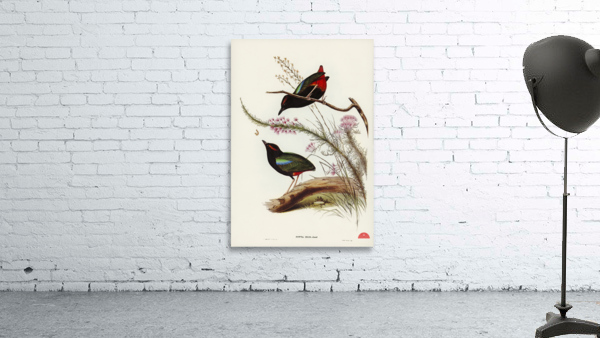 Rainbow Pitta Pitta Iris illustrated by Elizabeth Gould 1804–1841 for John Gould’s 1804-1881 Birds of Australia  Wall Preview