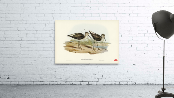 Marsh Sandpiper Totanus stagnatilis illustrated by Elizabeth Gould 1804–1841 for John Gould’s 1804-1881 Birds of Australia  Wall Preview