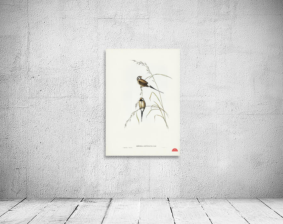 Yellow-breasted Robin Eopsaltria Australis illustrated by Elizabeth Gould 1804–1841 for John Gould’s 1804-1881 Birds of Australia  Wall Preview