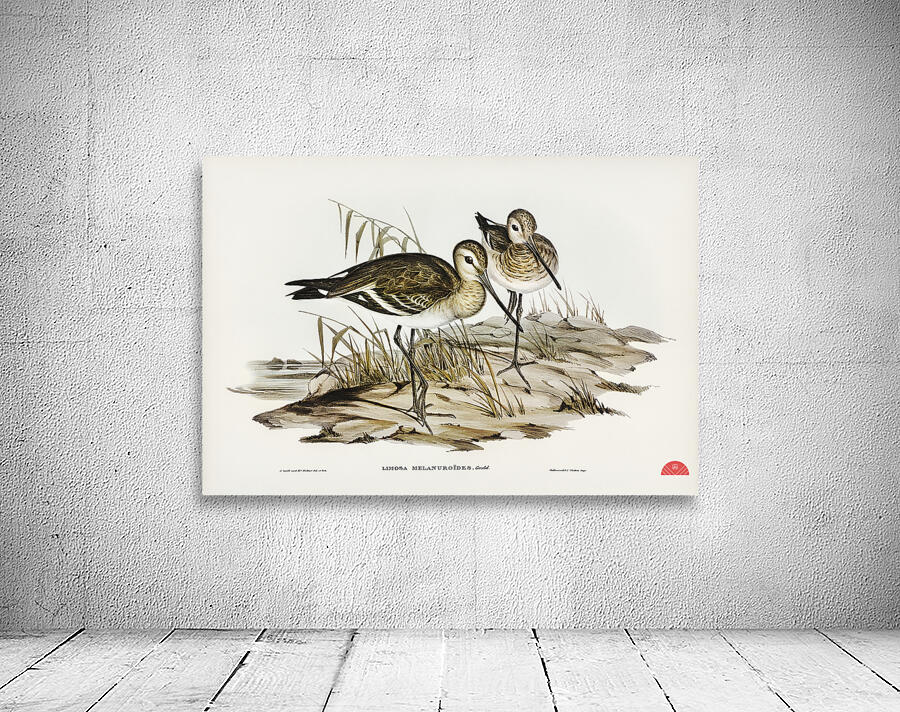 Black-tailed Godwit Limosa Melanuroides illustrated by Elizabeth Gould 1804–1841 for John Gould’s 1804-1881 Birds of Australia  Wall Preview