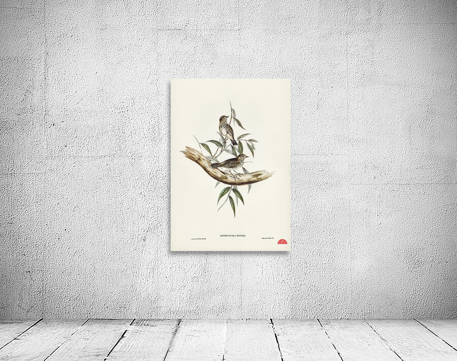 Little chthonicola chthonicola minima illustrated by Elizabeth Gould 1804–1841 for John Gould’s 1804-1881 Birds of Australia  Wall Preview