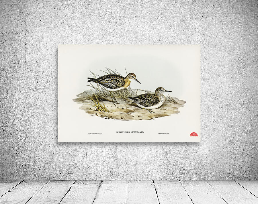 Australian Tringa Schoeniclus Australis illustrated by Elizabeth Gould 1804–1841 for John Gould’s 1804-1881 Birds of Australia  Wall Preview