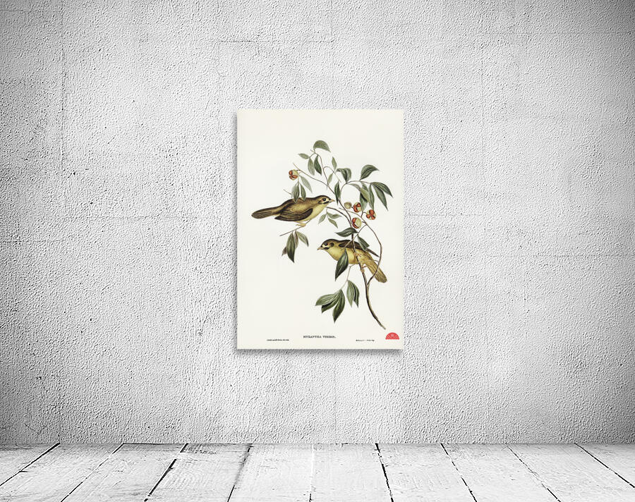 Australian Bell Bird Myzantha melanophrys illustrated by Elizabeth Gould 1804–1841 for John Gould’s 1804-1881 Birds of Australia  Wall Preview