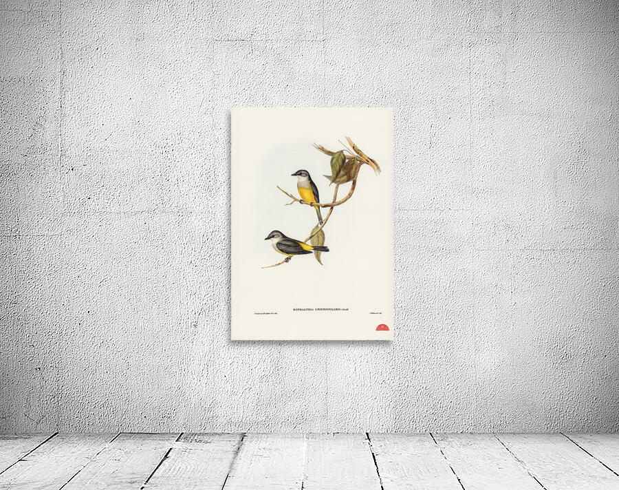 Grey-breasted Robin Eopsaltria griseogularis illustrated by Elizabeth Gould 1804–1841 for John Gould’s 1804-1881 Birds of Australia  Wall Preview