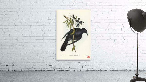 White-winged Chough Corcorax leucopterus illustrated by Elizabeth Gould 1804–1841 for John Gould’s 1804-1881 Birds of Australia  Wall Preview