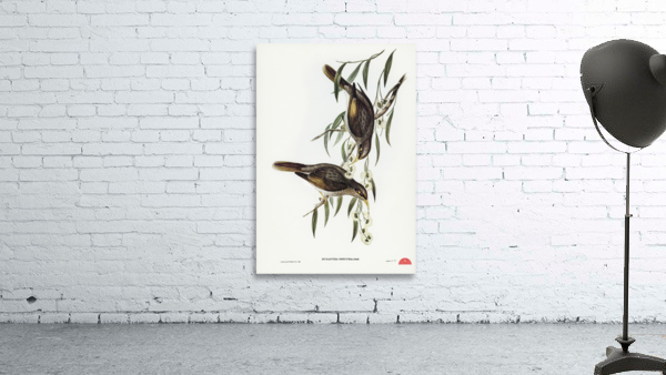 Black-throated Psophodes Psophodes nigrogularis illustrated by Elizabeth Gould 1804–1841 for John Gould’s 1804-1881 Birds of Australia  Wall Preview