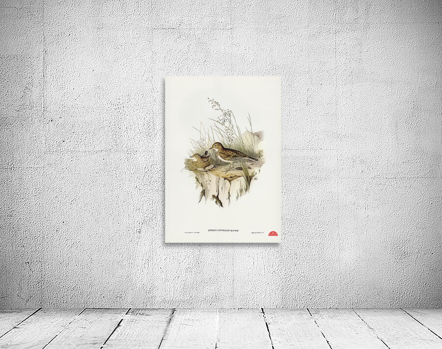 Australian Pipit Anthus Australis illustrated by Elizabeth Gould 1804–1841 for John Gould’s 1804-1881 Birds of Australia  Wall Preview