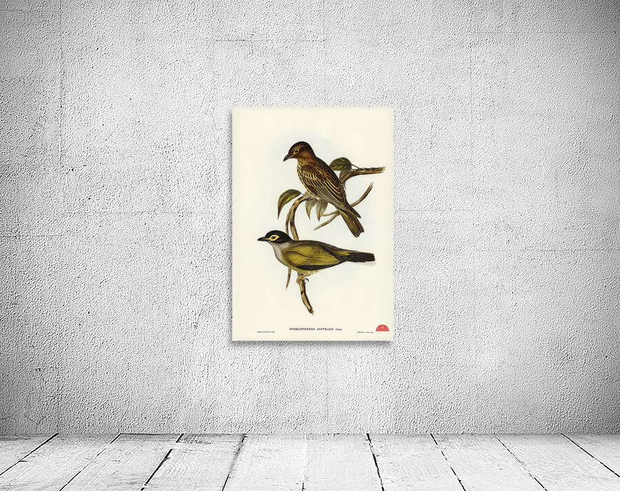 Australian Sphecotheres Sphecotheres Australis illustrated by Elizabeth Gould 1804–1841 for John Gould’s 1804-1881 Birds of Australia  Wall Preview