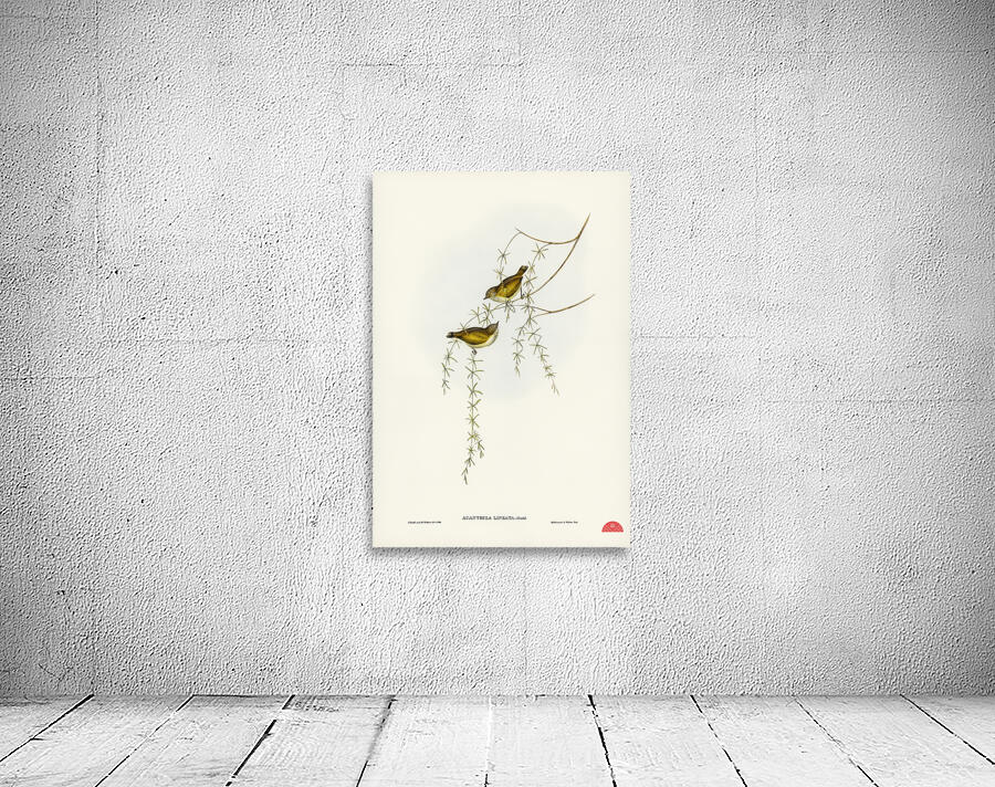 Australian Sphecotheres Sphecotheres Australis illustrated by Elizabeth Gould 1804–1841 for John Gould’s 1804-1881 Birds of Australia  Wall Preview