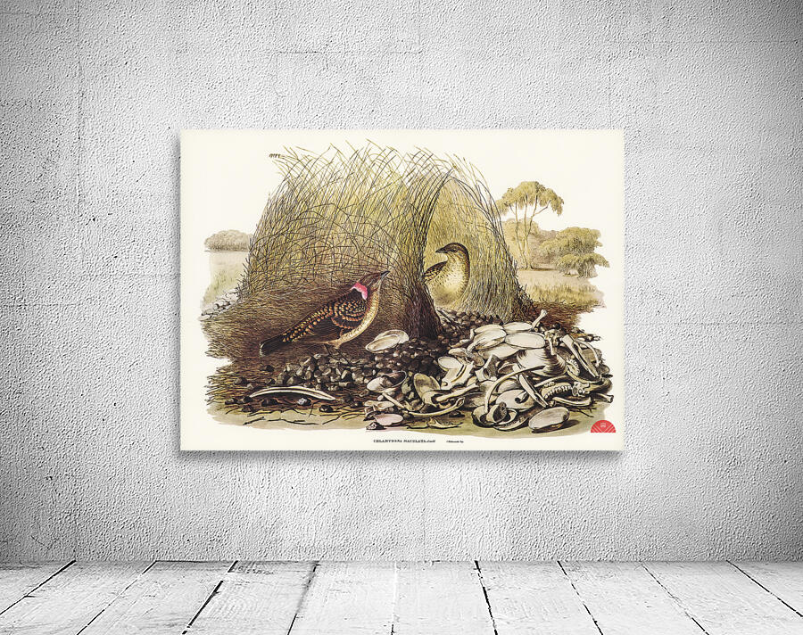 Spotted Bower Bird Chlamydera maculata illustrated by Elizabeth Gould 1804–1841 for John Gould’s 1804-1881 Birds of Australia  Wall Preview