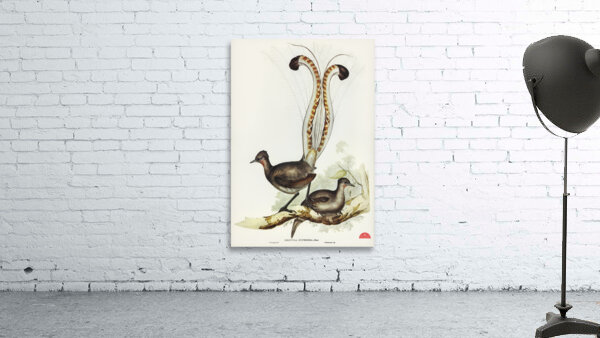 Lyre Bird Menura superba illustrated by Elizabeth Gould 1804–1841 for John Gould’s 1804-1881 Birds of Australia  Wall Preview