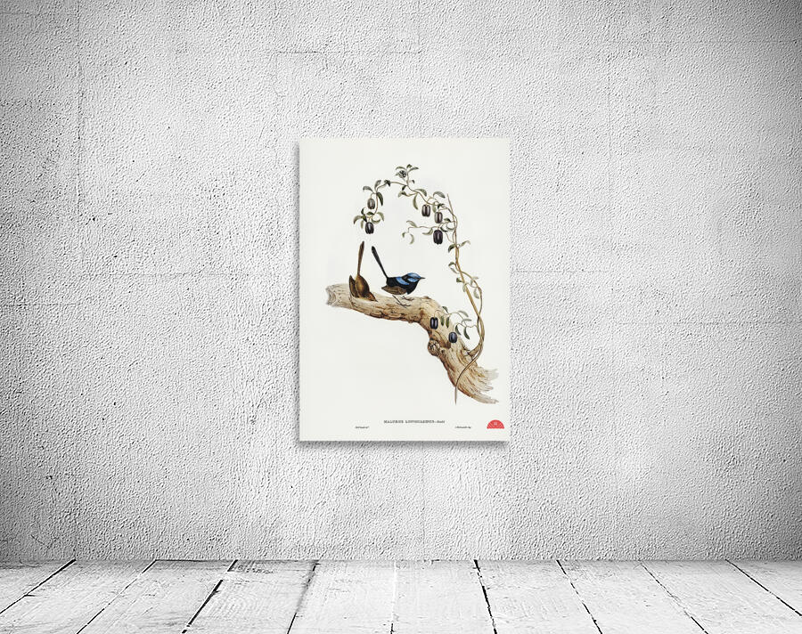 Long-tailed Wren Malurus longicaudus illustrated by Elizabeth Gould 1804–1841 for John Gould’s 1804-1881 Birds of Australia  Wall Preview