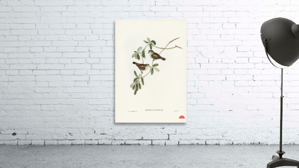 White-faced Xerophila Xerophila leucopsis illustrated by Elizabeth Gould 1804–1841 for John Gould’s 1804-1881 Birds of Australia  Wall Preview