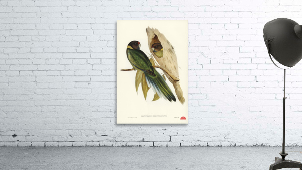 Curlew Sandpiper Schoeniclus subarquatus illustrated by Elizabeth Gould 1804–1841 for John Gould’s 1804-1881 Birds of Australia  Wall Preview