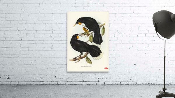 Gould&39s Neomorpha Neomorpha Gouldii illustrated by Elizabeth Gould 1804–1841 for John Gould’s 1804-1881 Birds of Australia  Wall Preview