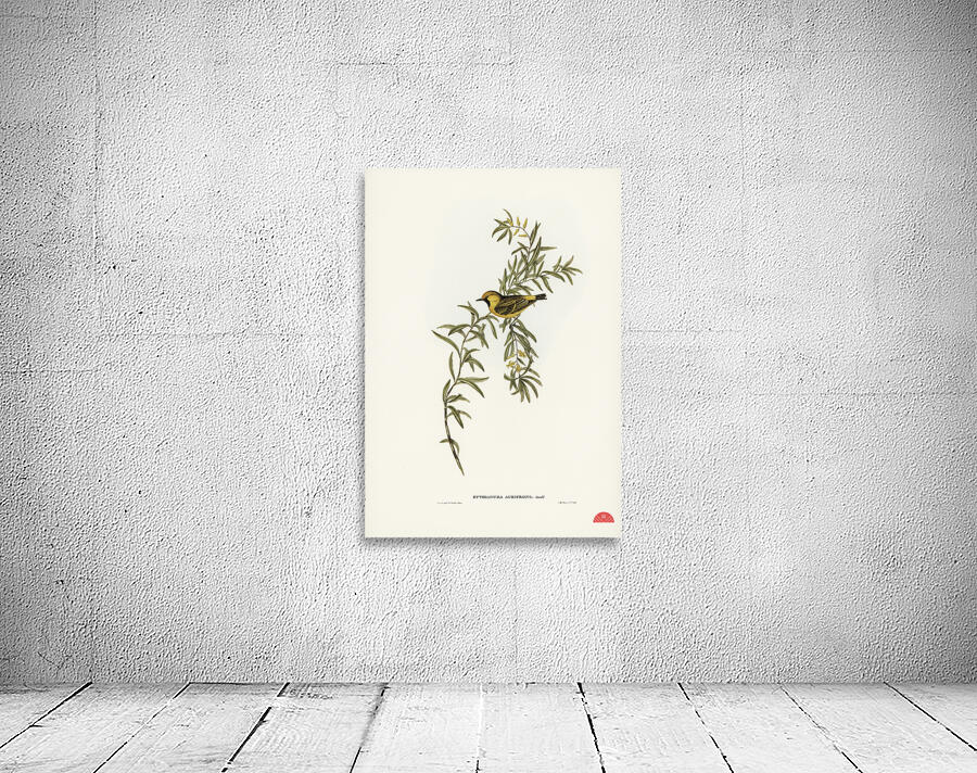 Orange-fronted chat Ephthianura aurifrons illustrated by Elizabeth Gould 1804–1841 for John Gould’s 1804-1881 Birds of Australia  Wall Preview