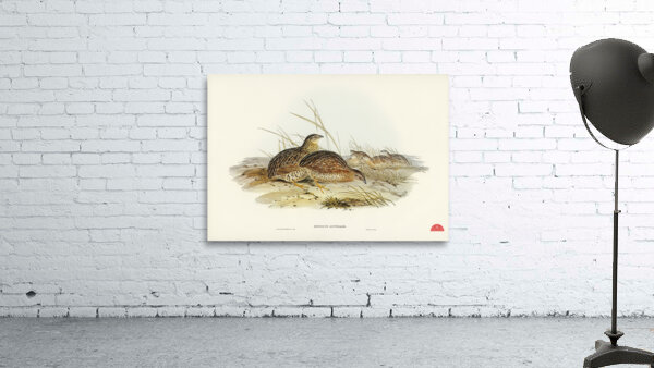 Chestnut-breasted Finch Donacola castaneothorax illustrated by Elizabeth Gould 1804–1841 for John Gould’s 1804-1881 Birds of Australia  Wall Preview