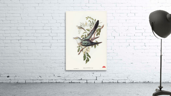 Chestnut-breasted Finch Donacola castaneothorax illustrated by Elizabeth Gould 1804–1841 for John Gould’s 1804-1881 Birds of Australia  Wall Preview