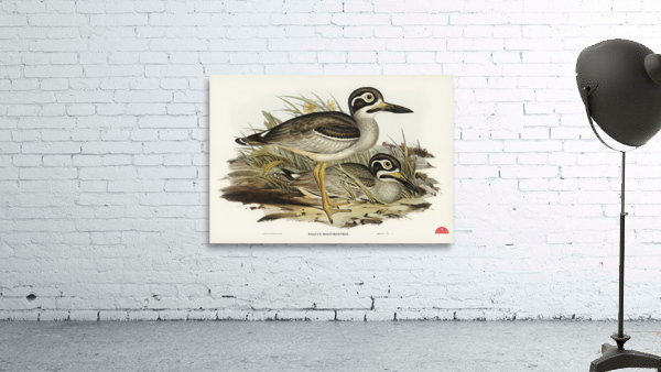 Large-billed Plover Esacus magnirostris illustrated by Elizabeth Gould 1804–1841 for John Gould’s 1804-1881 Birds of Australia  Wall Preview