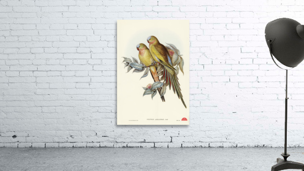 The Princess of Wales&39s Parakeet Polytelis Alexandrae illustrated by Elizabeth Gould 1804–1841 for John Gould’s 1804-1881 Birds of Australia  Wall Preview