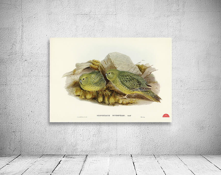 Nocturnal Ground-Parakeet Geopsittacus occidentalis illustrated by Elizabeth Gould 1804–1841 for John Gould’s 1804-1881 Birds of Australia  Wall Preview