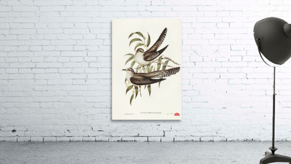 Unadorned Cuckoo Cuculus inornatus illustrated by Elizabeth Gould 1804–1841 for John Gould’s 1804-1881 Birds of Australia  Wall Preview
