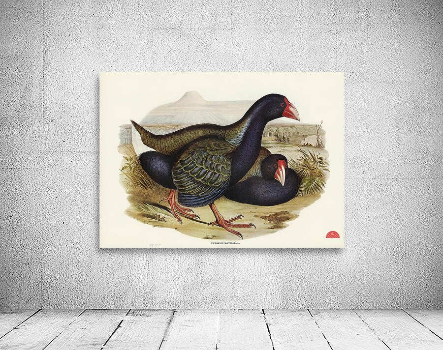 Notornis Notornix Mantelli illustrated by Elizabeth Gould 1804–1841 for John Gould’s 1804-1881 Birds of Australia  Wall Preview