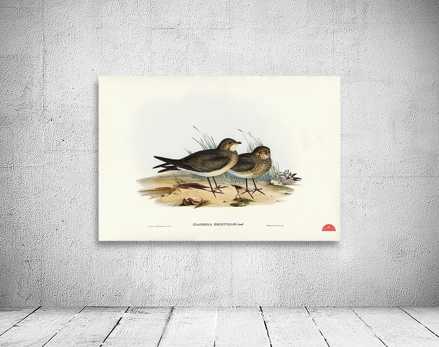 Oriental Pratincole Glareola Orientalis illustrated by Elizabeth Gould 1804–1841 for John Gould’s 1804-1881 Birds of Australia  Wall Preview