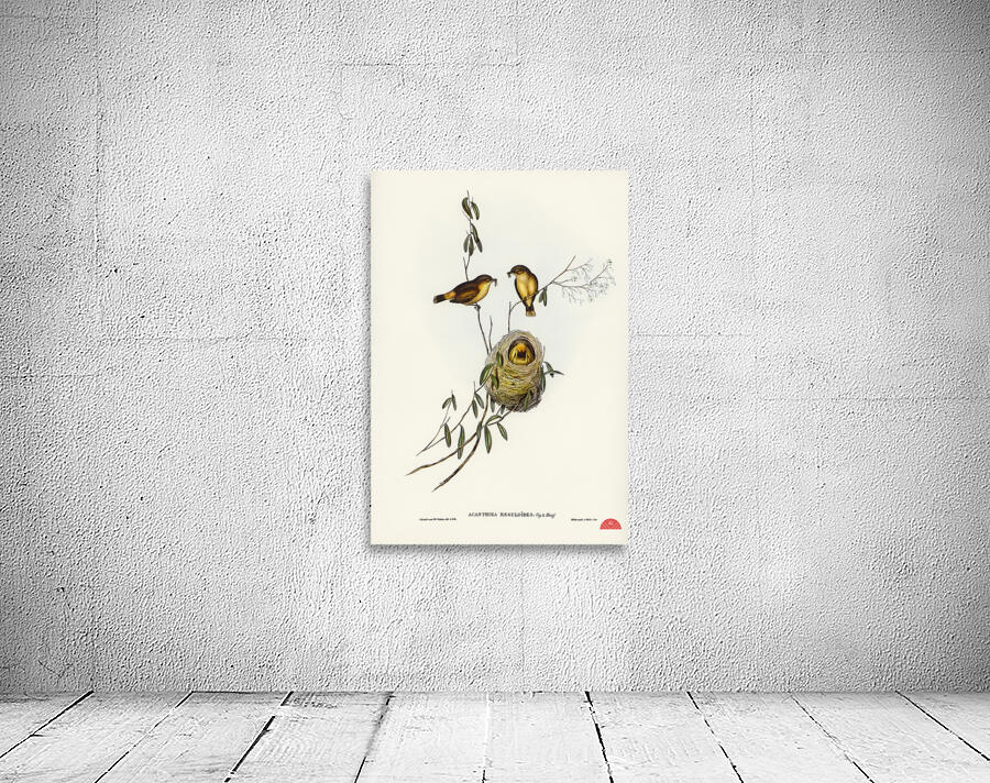 Regulus-like Acanthiza Acanthiza Reguloides illustrated by Elizabeth Gould 1804–1841 for John Gould’s 1804-1881 Birds of Australia  Wall Preview