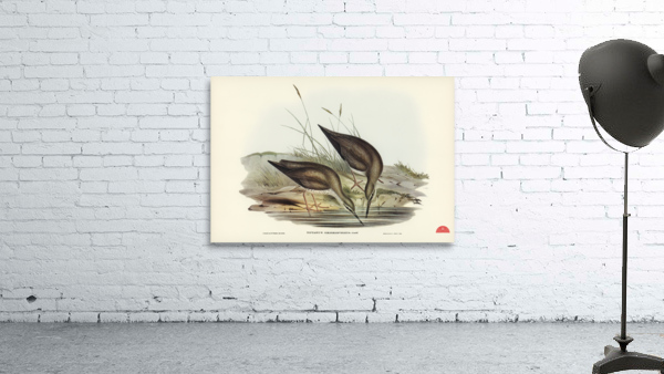 Grey-rumped Sandpaper Totanus griseopygius illustrated by Elizabeth Gould 1804–1841 for John Gould’s 1804-1881 Birds of Australia  Wall Preview