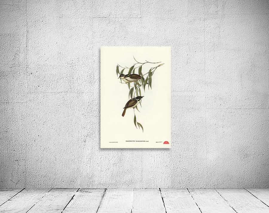 Strong-billed Honey-eater Melithreptus validirostris illustrated by Elizabeth Gould 1804–1841 for John Gould’s 1804-1881 Birds of Australia  Wall Preview