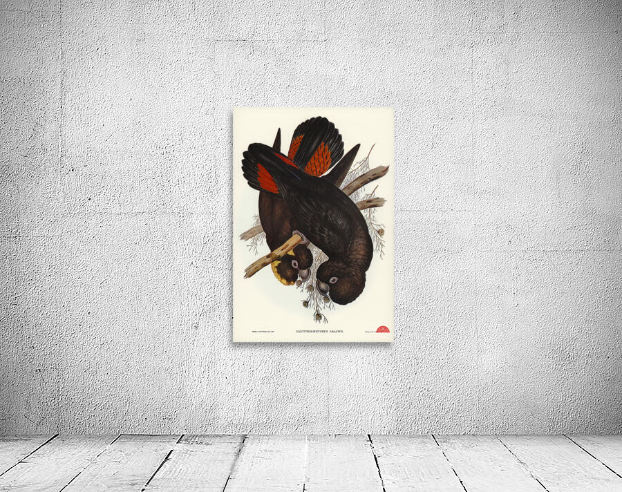 Leachs Cockatoo Calyptorhynchus Leachii illustrated by Elizabeth Gould 1804–1841 for John Gould’s 1804-1881 Birds of Australia  Wall Preview