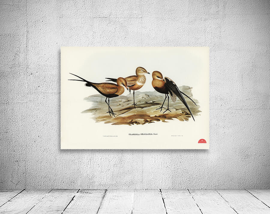 Australian Pratincole Glareola grallaria illustrated by Elizabeth Gould 1804–1841 for John Gould’s 1804-1881 Birds of Australia  Wall Preview