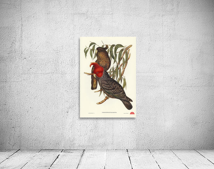 Gang-gang Cockatoo Callocephalon galeatum illustrated by Elizabeth Gould 1804–1841 for John Gould’s 1804-1881 Birds of Australia  Wall Preview