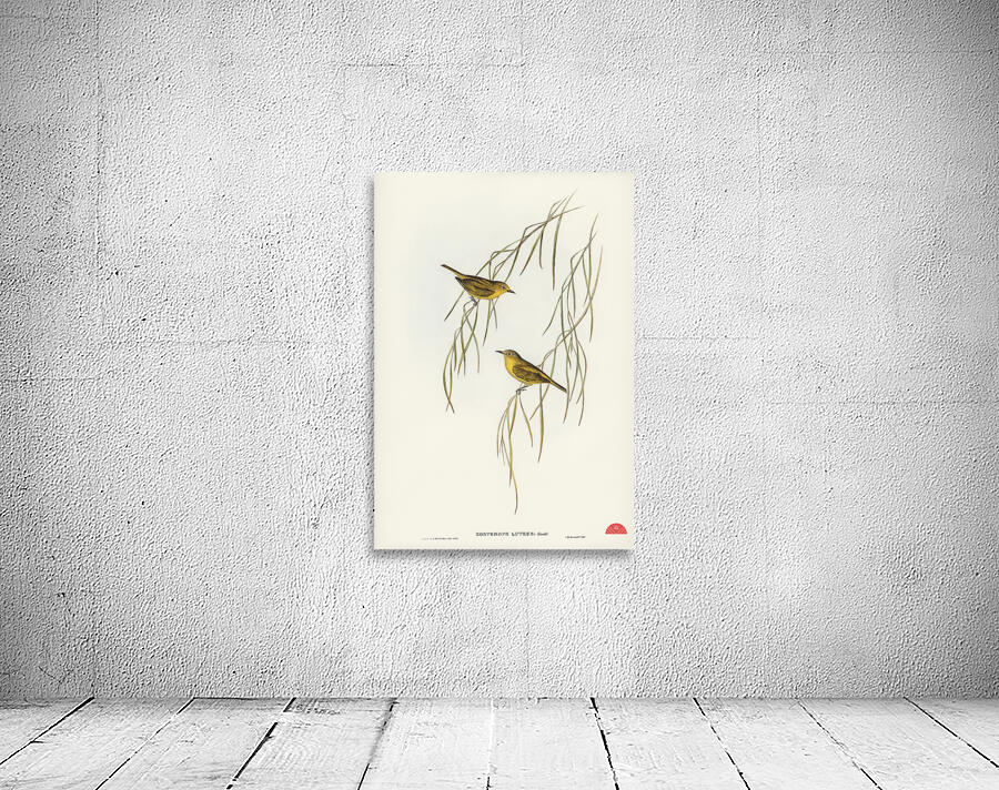 Yellow Zosterops Zosterops lutcus illustrated by Elizabeth Gould 1804–1841 for John Gould’s 1804-1881 Birds of Australia  Wall Preview