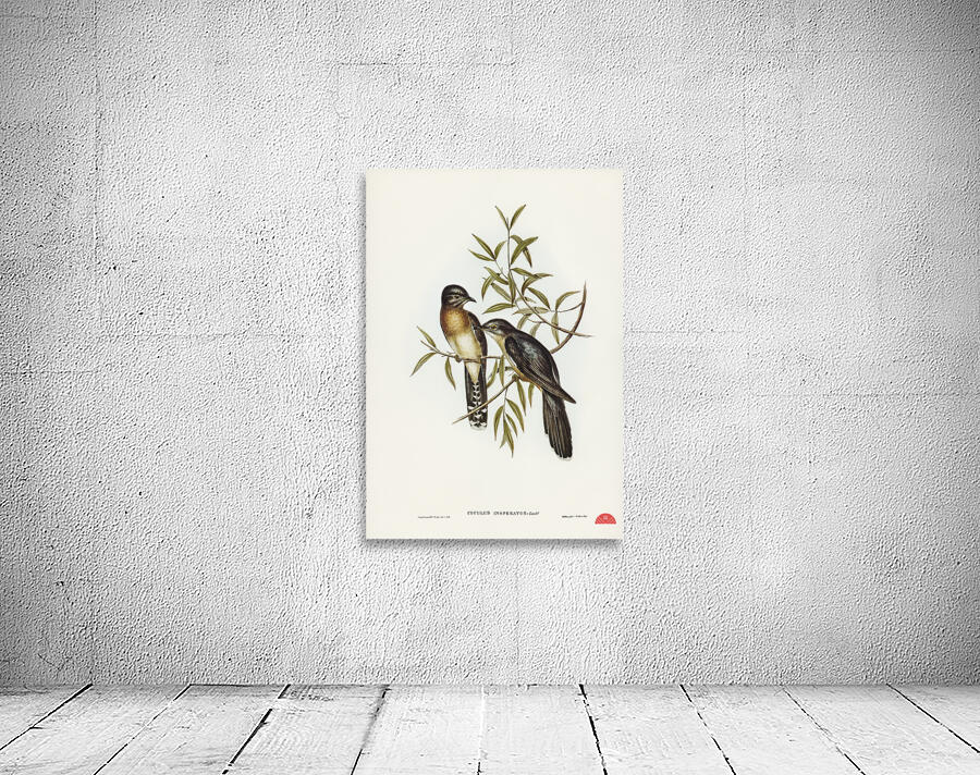 Brush Cuckoo Cuculus insperatus illustrated by Elizabeth Gould 1804–1841 for John Gould’s 1804-1881 Birds of Australia  Wall Preview