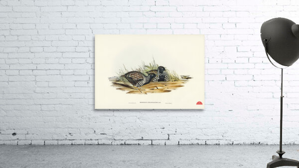 Black-breasted Hemipode Hemipodius melanogaster illustrated by Elizabeth Gould 1804–1841 for John Gould’s 1804-1881 Birds of Australia  Wall Preview