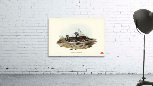 Turnstone Strepsilas Interpres illustrated by Elizabeth Gould 1804–1841 for John Gould’s 1804-1881 Birds of Australia  Wall Preview