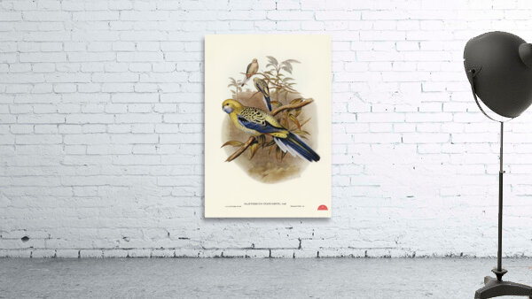 Blue-cheeked Parakeet Platycercus cyanogenys illustrated by Elizabeth Gould 1804–1841 for John Gould’s 1804-1881 Birds of Australia  Wall Preview