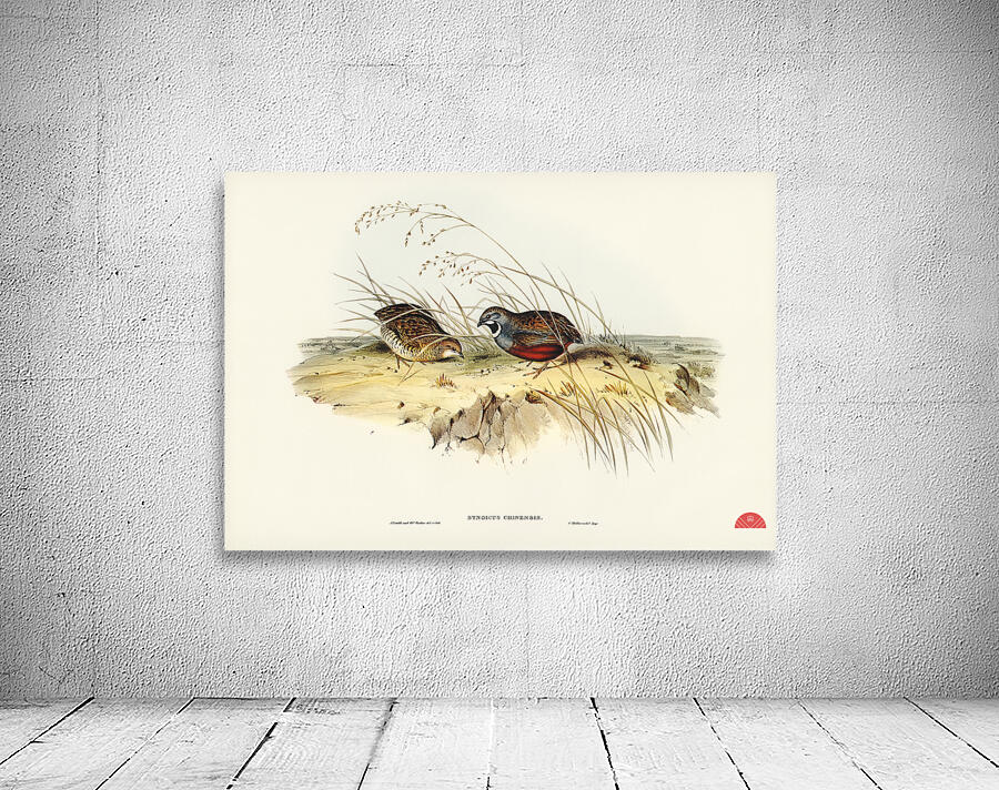 Chinese Quail Synoicus Chinensis illustrated by Elizabeth Gould 1804–1841 for John Gould’s 1804-1881 Birds of Australia  Wall Preview