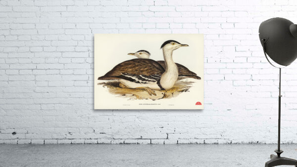 Australian Bustard Otis Australasianus illustrated by Elizabeth Gould 1804–1841 for John Gould’s 1804-1881 Birds of Australia  Wall Preview