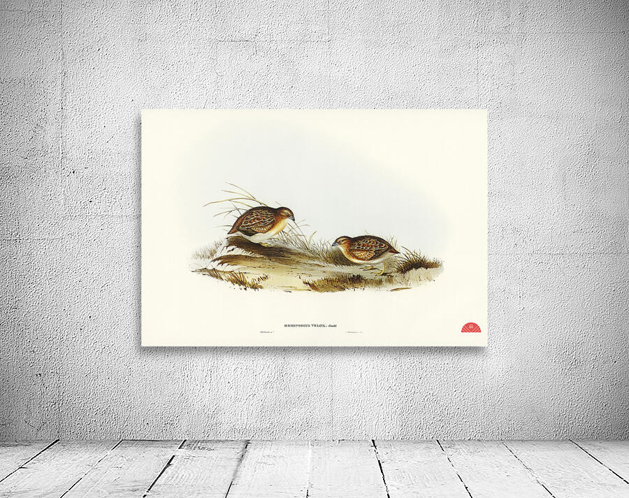 Swift-flying Hemipode Hemipodius velox illustrated by Elizabeth Gould 1804–1841 for John Gould’s 1804-1881 Birds of Australia  Wall Preview