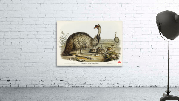 The Emu Dromaius Novae-Hollandiae illustrated by Elizabeth Gould 1804–1841 for John Gould’s 1804-1881 Birds of Australia  Wall Preview