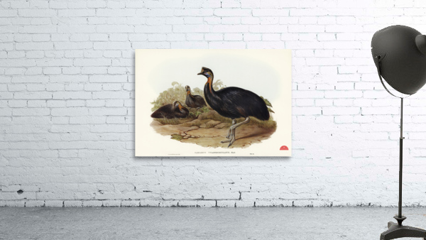 One-carunculated Cassowary Casuarius uniappendiculatus illustrated by Elizabeth Gould 1804–1841 for John Gould’s 1804-1881 Birds of Australia  Wall Preview