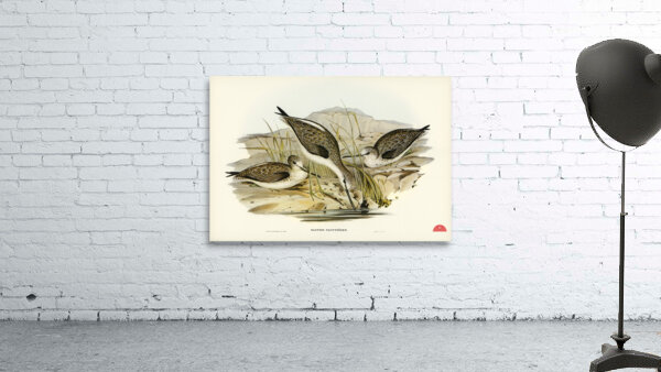 Australian Greenshank Glottis Glottoides illustrated by Elizabeth Gould 1804–1841 for John Gould’s 1804-1881 Birds of Australia  Wall Preview