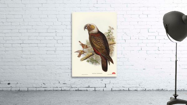 Jardine’s cuckooshrike Campephaga Jardinii illustrated by Elizabeth Gould 1804–1841 for John Gould’s 1804-1881 Birds of Australia  Wall Preview