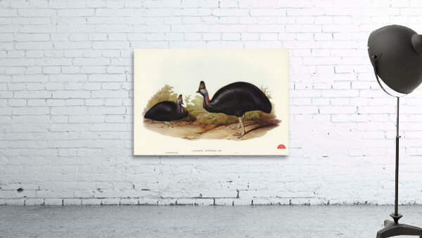 Australian Cassowary Casuarius australis illustrated by Elizabeth Gould 1804–1841 for John Gould’s 1804-1881 Birds of Australia  Wall Preview